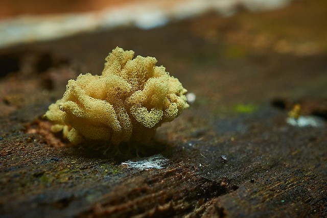 Slime Mold with 