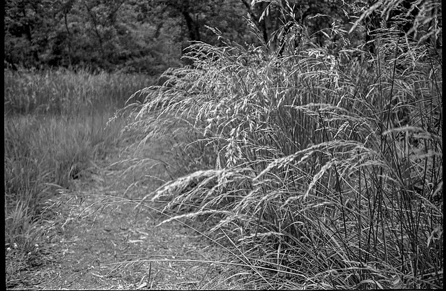 grasses, pathway, Community Park at Craggy Park, West Asheville, North Carolina, Kodak VR35 K12, Kodak TMAX 400, Ilford Ilfosol 3 developer, 5.15.18