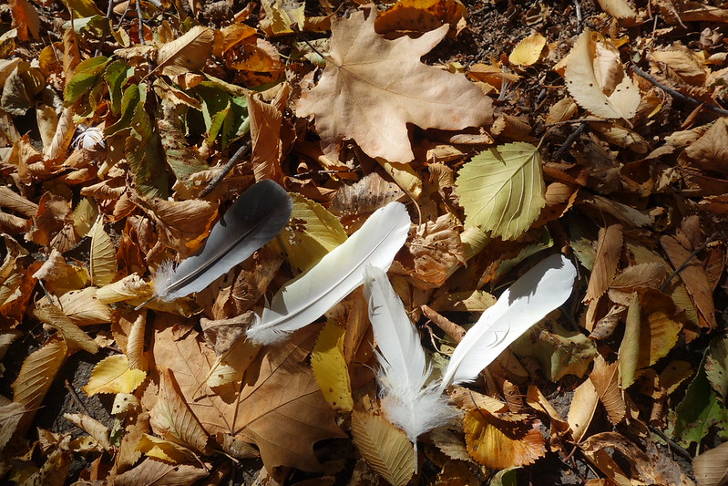 Feather | Flickr