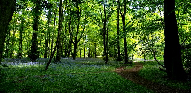 Lawton Woods in Cheshire a beautifully managed Blue bell wood, for insects wildlife & flora.