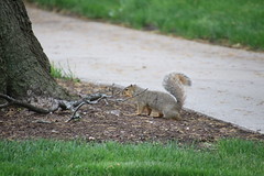 Squirrels at Bowling Green State University - May 20th, 2018 (Bowling Green, Ohio)