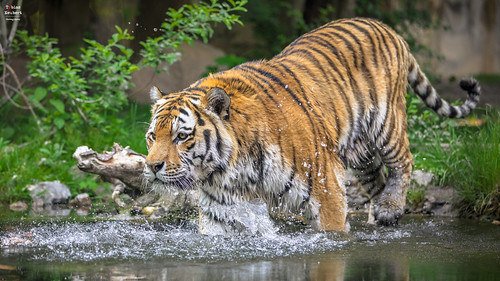 leipzig zooleipzig leipzigzoo zoo tiergarten tiger amurtiger sibirischertiger animal wildlife pantheratigrisaltaica wasser water siberiantiger