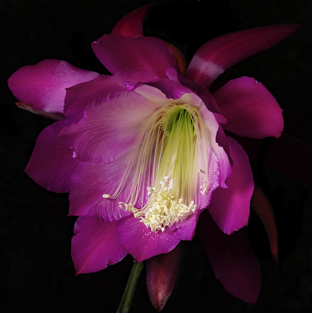 Pink With White Epiphyllum In The Light