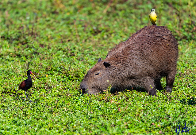 Carpincho - Capybara