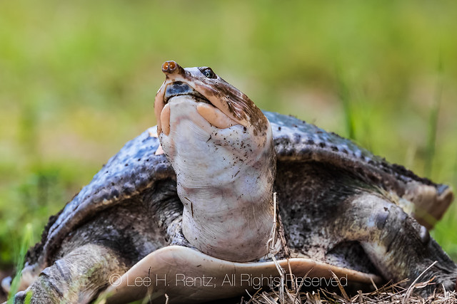 Florida Softshell Turtle Laying Eggs in Everglades National Park