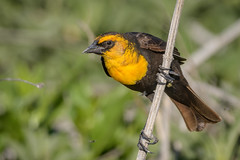 Yellow-headed Blackbird (m)