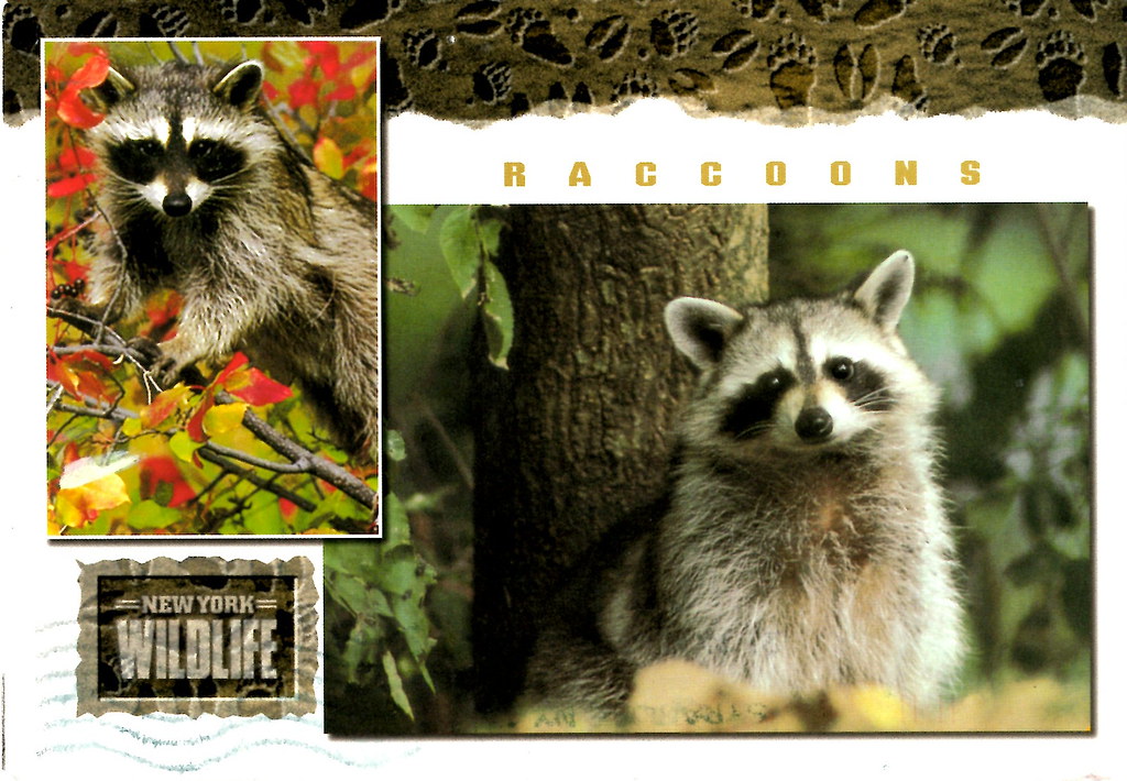 Raccoons | Flickr