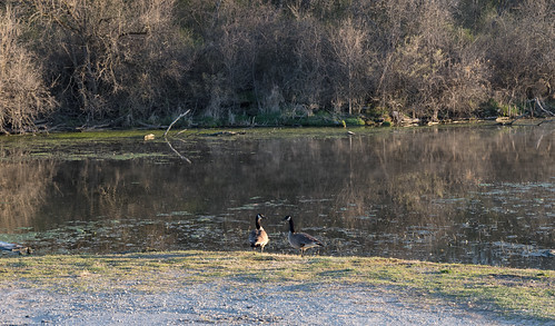 Conversation by urbsinhorto1837, An early morning tête-à-tête
between geese.channahon geese illinois landscape light mckinleywoods na