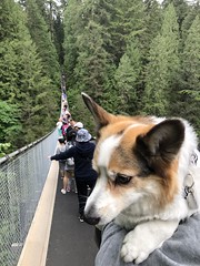 Mia crossing suspension bridge