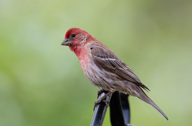 Male House Finch