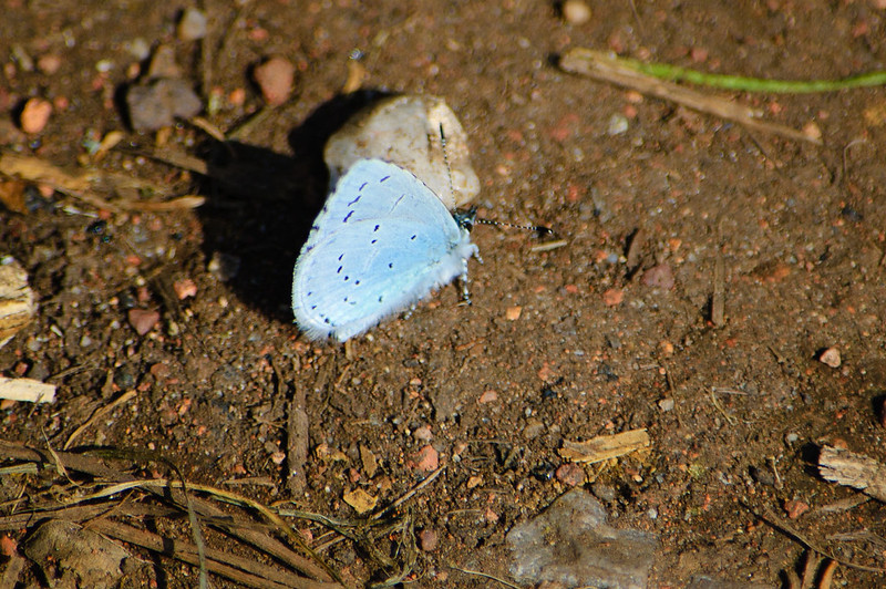 Holly blue butterfly by tiny pebble