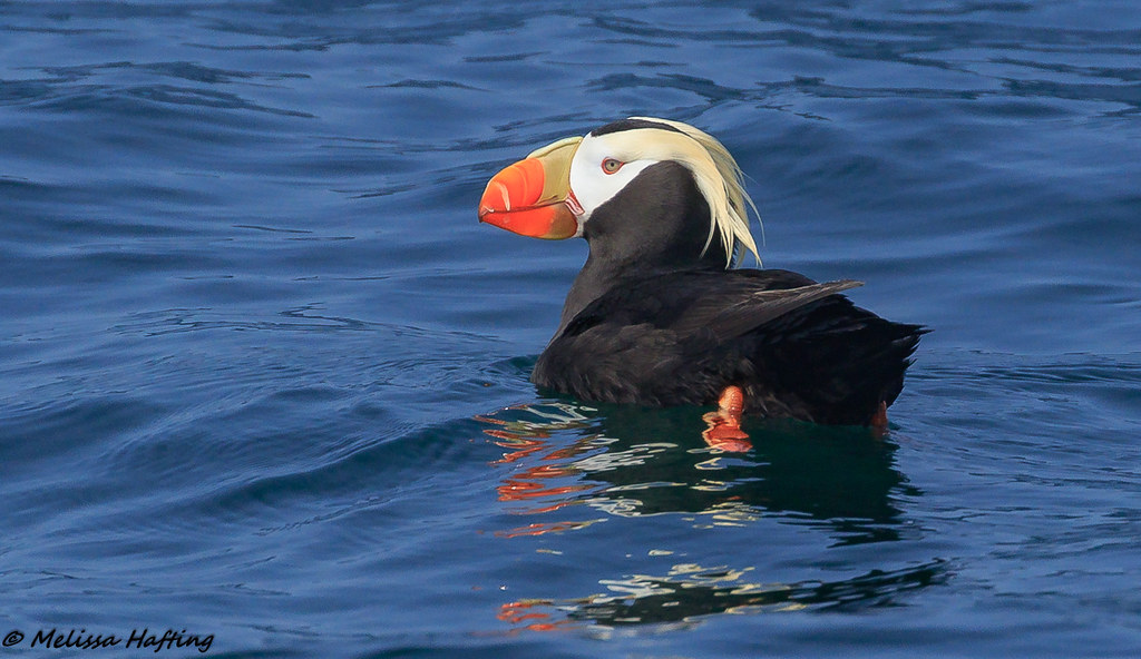 34 Species of Black and White Bird Names (ID, Photos) -  Tufted Puffin (Fratercula cirrhata)