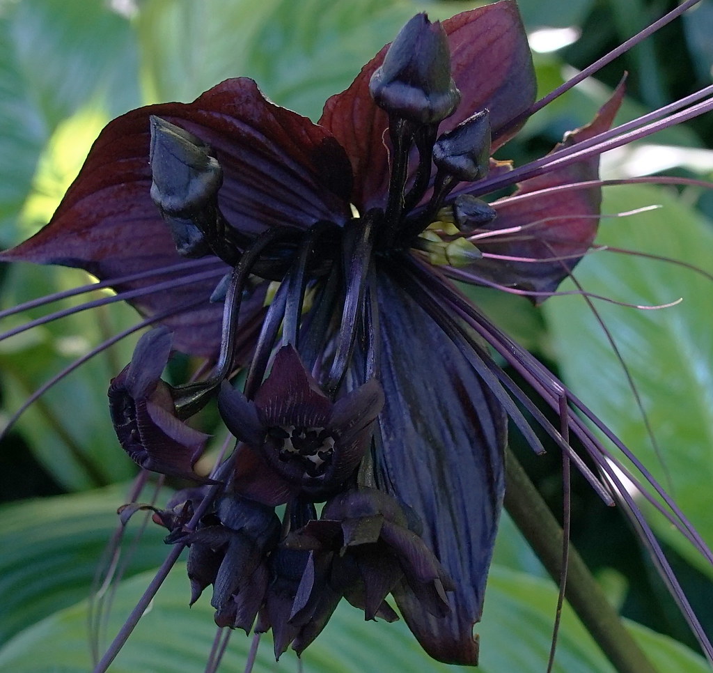 Bat Flower plant | interestedbystandr | Flickr