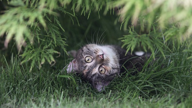 Cat under bush: Minou plays in the garden