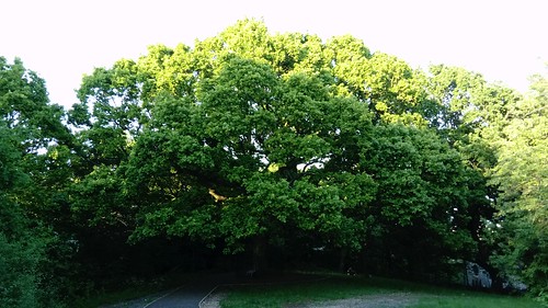 The Honor Oak (in its Spring Attire) SWC Short Walk 41 - Nunhead, Honor Oak and Peckham Rye