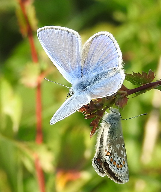 Common Blue butterflies, Stockbridge Down, Hampshire.
