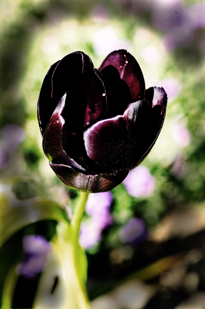 Queen Of The Night Tulip In My Garden Sort Of Variety Id Flickr