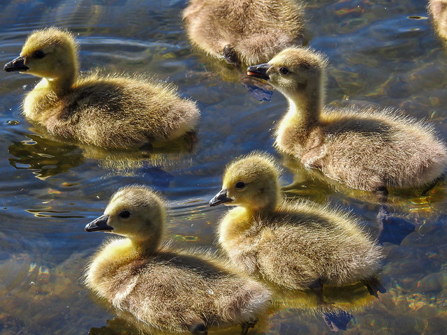 Baby goslings
