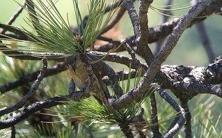 red crossbill