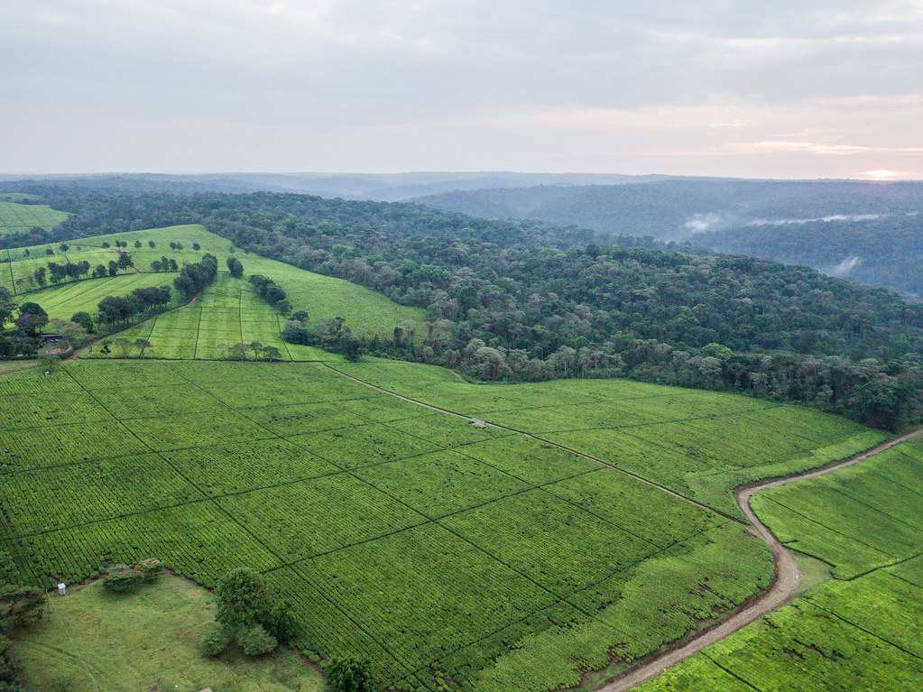 Aerial view of Southwest Mau Forest and neighbouring tea estates.