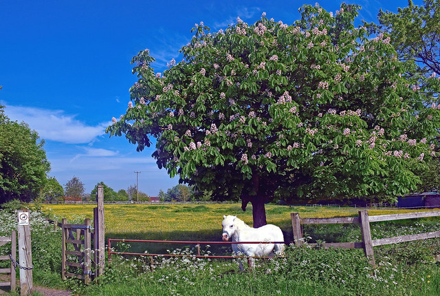 Horse, Tree and Buttercups