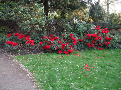 Japanese Garden (Peckham Rye Park) SWC Short Walk 41 - Nunhead, Honor Oak and Peckham Rye
