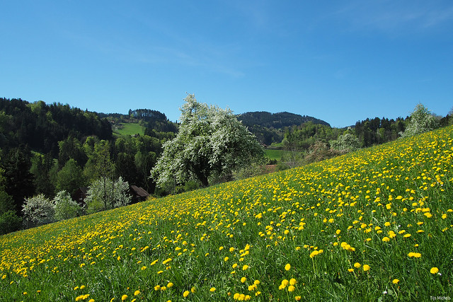 Dandelions and blossoming fruit trees in Taa, Berneck, Switzerland