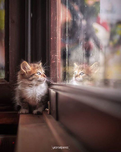 Un gato mirando a través de la ventana. Un clasico. A cat looking through the window. A classic. #igersleonesp #leonesp #cat #cats #catsagram #catstagram #instagood #kitten #kitty #kittens #pet #pets #animal #animals #petstagram #photooftheday #catsofinst