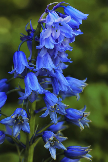 Common Bluebell (Hyacinthoides non-scripta)