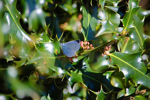 Holly blue, wings folded, on holly leaf