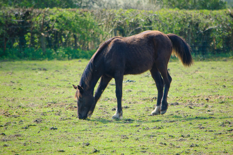 Hungry horse, Castlecroft
