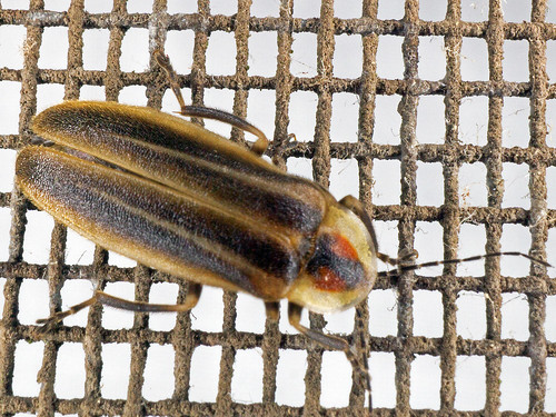 beetle firefly photuris photurisfairchildi