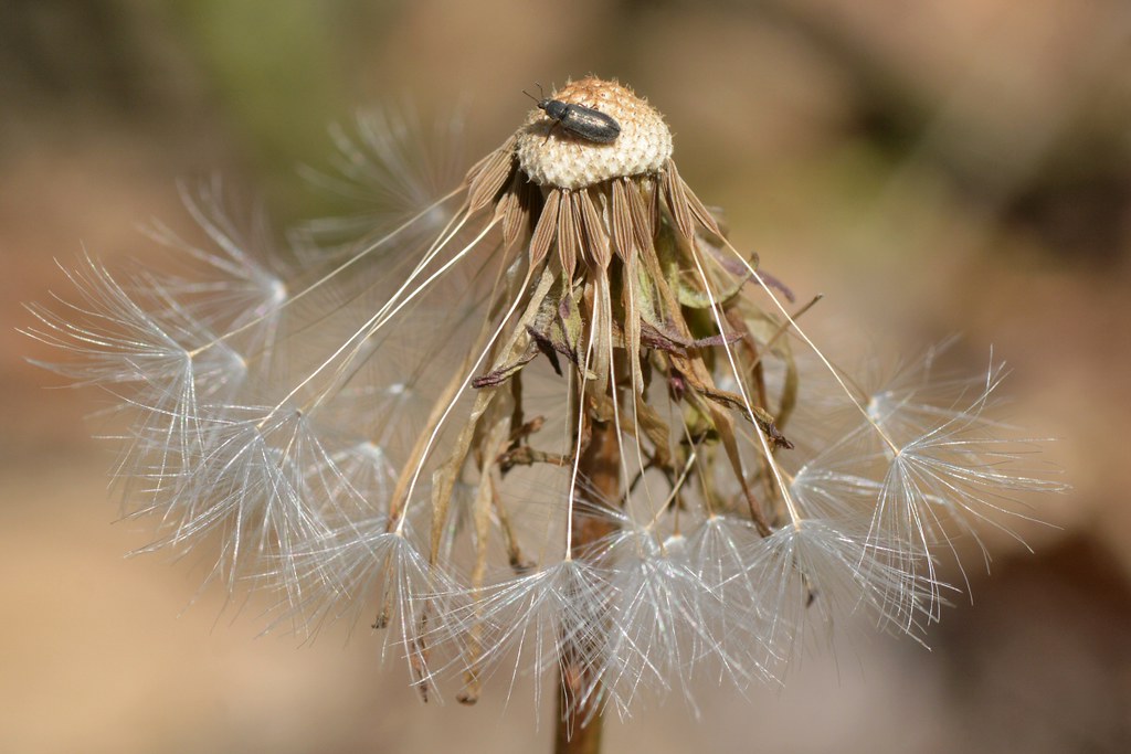 Beetle on Large-flowered Mountain-dandelion