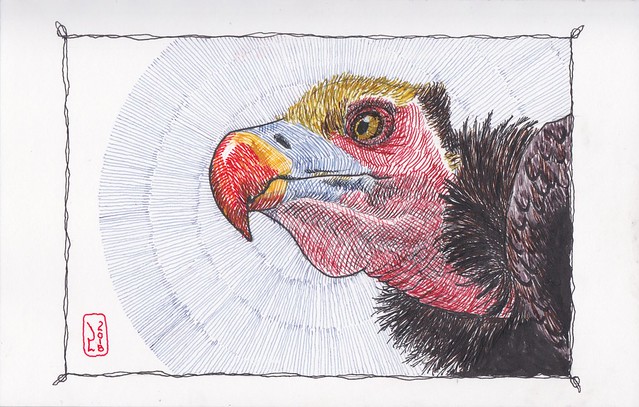 vulture portrait