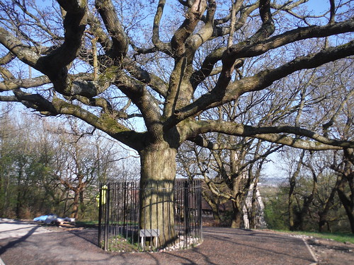 The Honor Oak in its Winter Attire SWC Short Walk 41 - Nunhead, Honor Oak and Peckham Rye