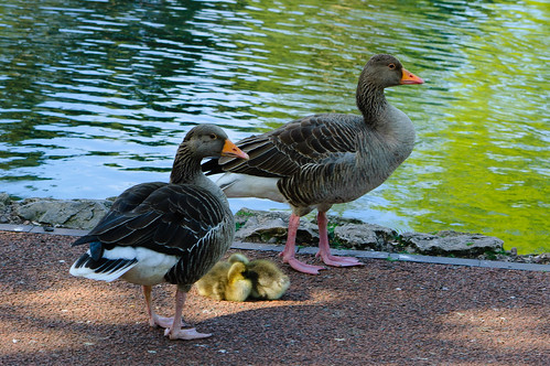 Greylag goose family, West Park