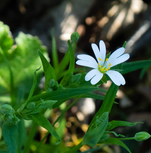 Greater stitchwort by roadside, flowering