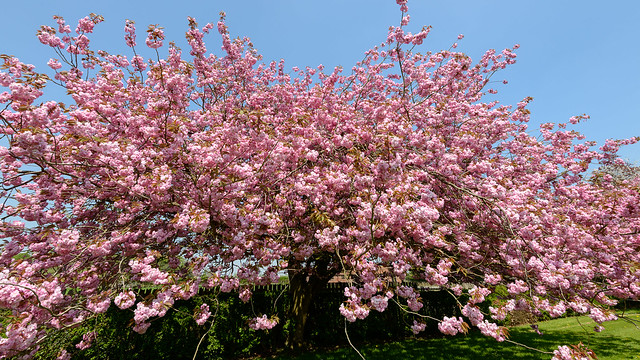 Ornamental Cherry Blossom