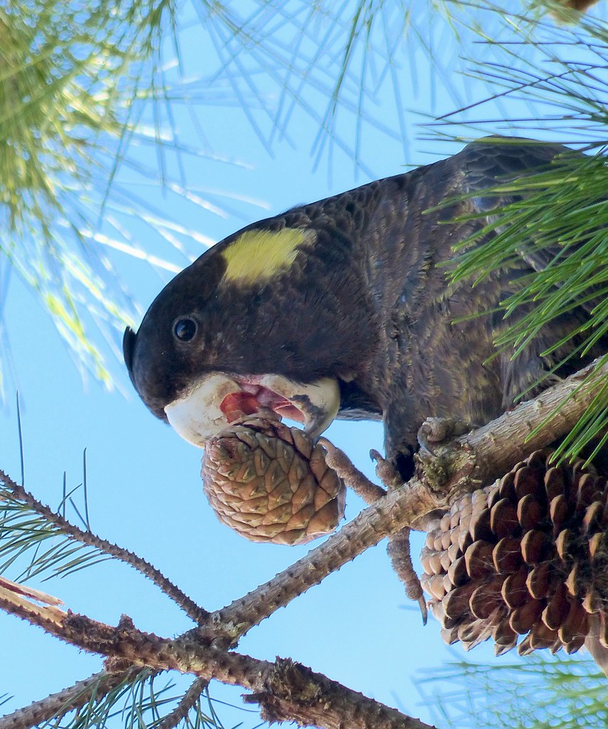 Yellow tail Black Cockatoo - crunching Pine cones for nuts