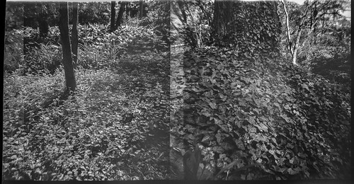 overlappingframes landscape trees ivy groundcover asheville northcarolina dianaf kodaktmax400 ilfordilfosol3developer 120 film 120film mediumformat monochrome monochromatic blackandwhite lomography