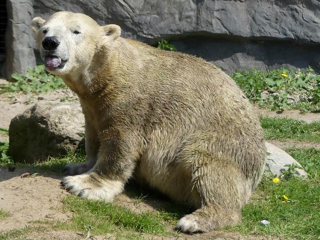 Eisbär Antonia