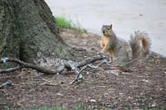 Squirrels at Bowling Green State University - May 20th, 2018 (Bowling Green, Ohio)