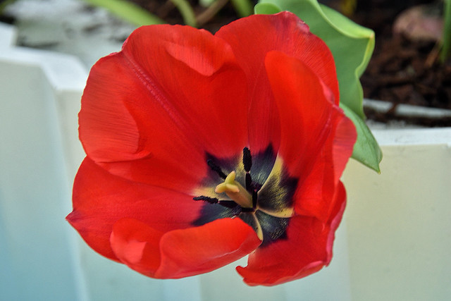 Tulipa Oxford