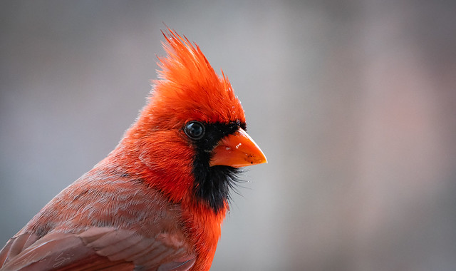 Portrait of a Cardinal