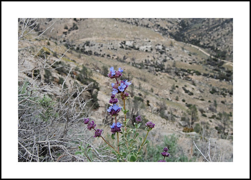 dorrssage salviadorrii california domelandwilderness kerncounty blmscenicbyway sequoianationalforest 2018wildflowers 2018 wildflowers