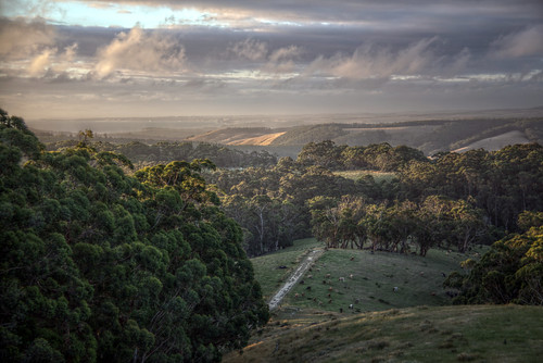 australia victoria greatoceanwalk hdr landscape sunset evening field trees grass cloud