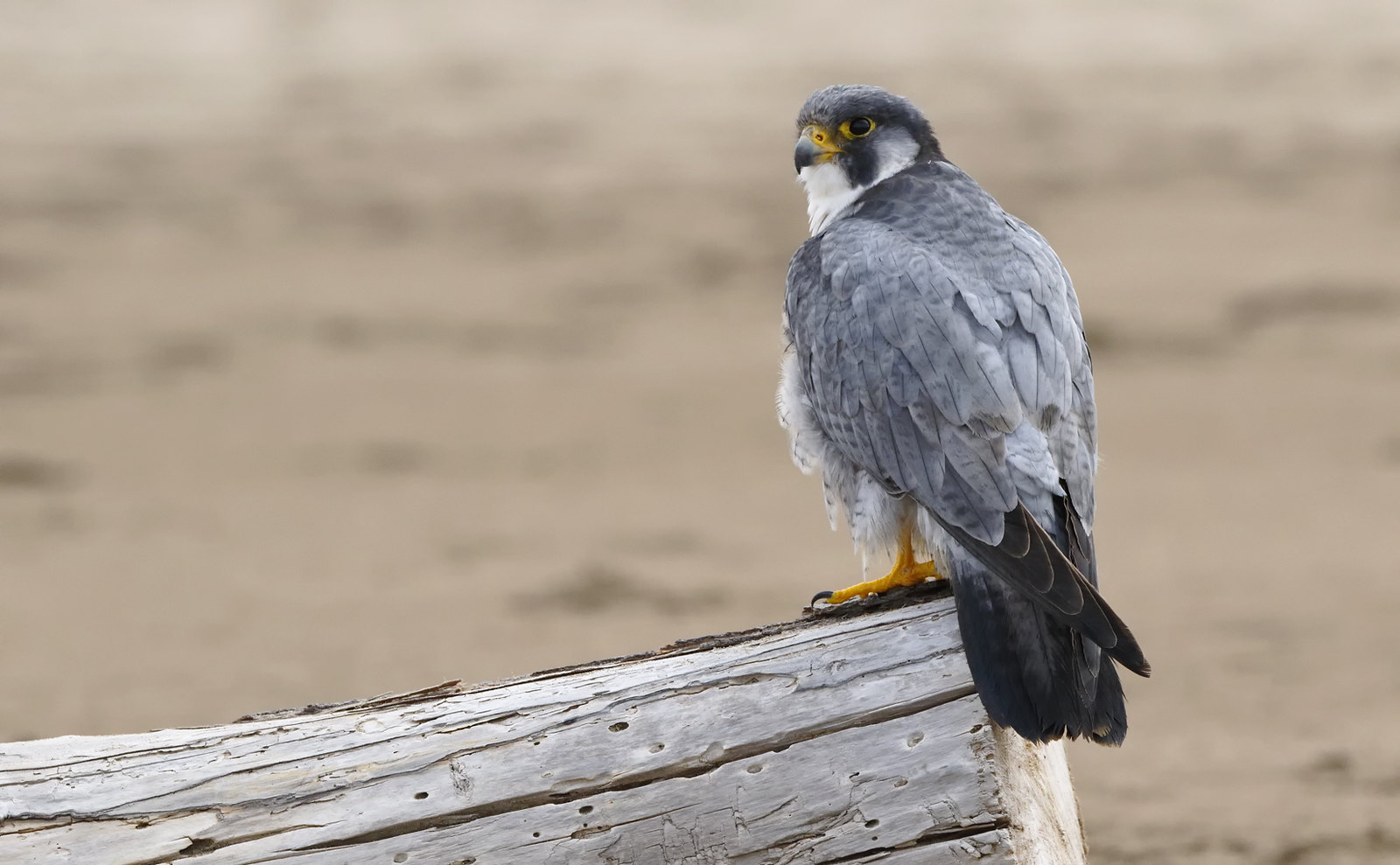 A very obliging Peregrine Falcon