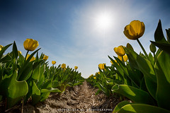 Flowerbulbs 6 - Tulips