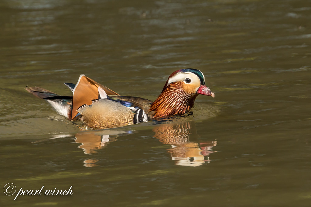 Mandarin duck - male