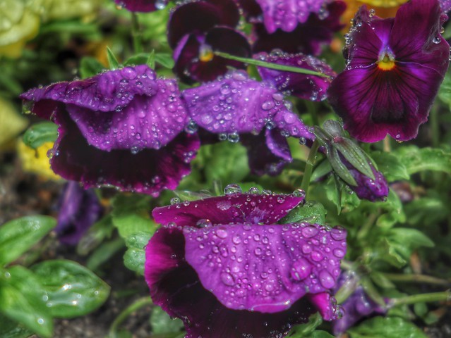 Purple in Rain
